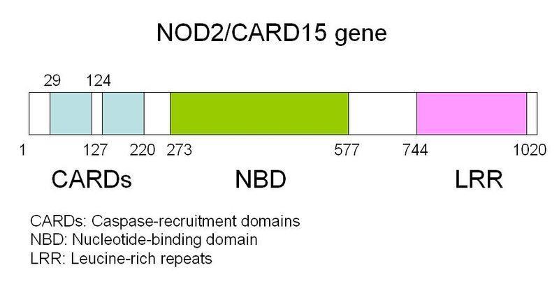 Genetic factors Complex polygenic disorder >200 susceptibility loci NOD2 / CARD15 Younger age of onset