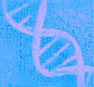 HLA Nomenclature DNA Serology DNA Serology A*0201 A2