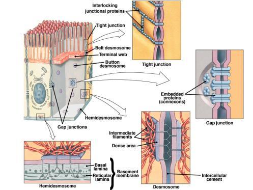 Characteristics of Epithelial Tissue Specialized contacts with other cells Polarity (different ends of cell do different things) Avascularity (no blood supply) Regeneration (can