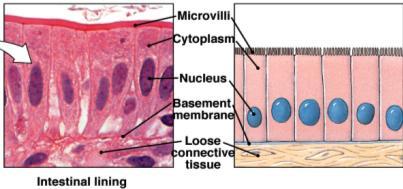 closely together - Little intercellular material - May form sheets; cells usually slough off in sheets 11 Modifications of Epithelial
