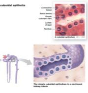 Epithelial Tissues Figure from: Marieb s Human A&P, 9