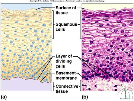 Epithelial Tissues Figure from: Hole s Human A&P, 12 th edition, 2010 Stratified squamous many cell layers top cells are flat can accumulate keratin outer
