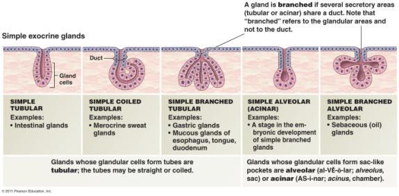 Structural Types of Exocrine Glands Classified by: 1.