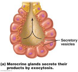 salivary glands pancreas sweat glands Holocrine