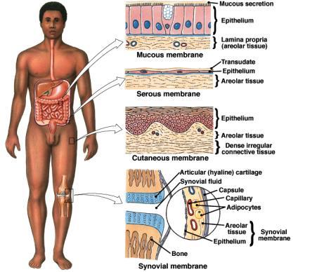 Membranes A membrane is a combination of epithelium and connective tissue that covers and protects other structures and tissues. Technically, then, a membrane is an organ.