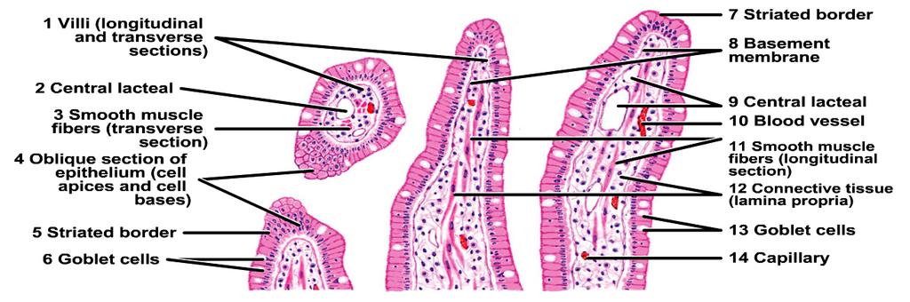 Simple columnar epithelium Locations : Stomach, intestine; and gall