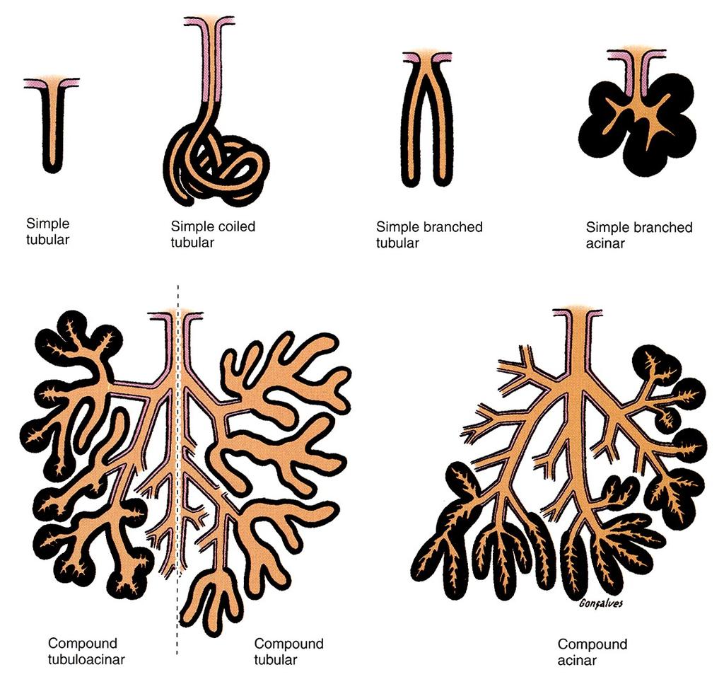 Classification of Glands