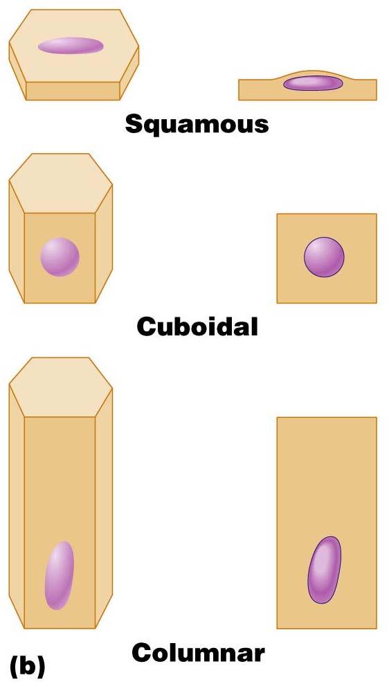 Classification of Epithelia Shape of cells Squamous