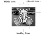 Frontal Ethmoid Sphenoid Maxillary They contain