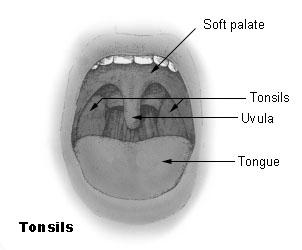 epithelium Includes pharyngeal tonsils or