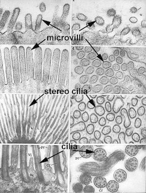 They are continuously shed and being replaced by proliferation (mitosis) at basal stem cells. Epithelial surface specializations: Apical: Microvilli: increasing surface area of cells.