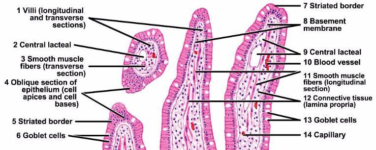 Functions and locations of surface epithelia: Simple squamous epithelium: it is located in blood vessels and
