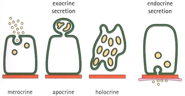 Glandular epithelia: There are two main types: Exocrine: transport their secretion by ducts. Endocrine: release their secretion directly in the blood stream (i.e. ductless).