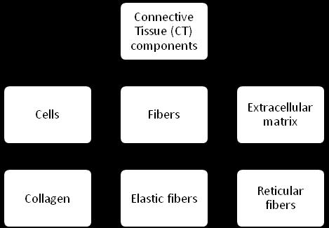 glycosaminoglycans. The three fibrillar components are: Collagen (tensile support). Elastic (stretchable fiber). Reticular fibers = type-iii collagen.