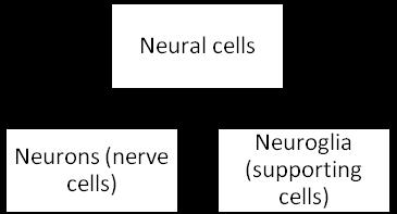 Nervous tissue: Forming central and peripheral nervous systems.
