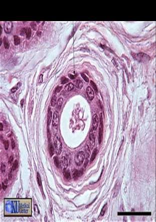 Stratified cuboidal epithelium Consists of two or three
