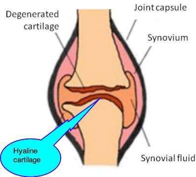 Hyaline Cartilage