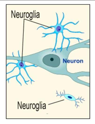 Nerve Tissue Found in the brain, spinal cord, and peripheral