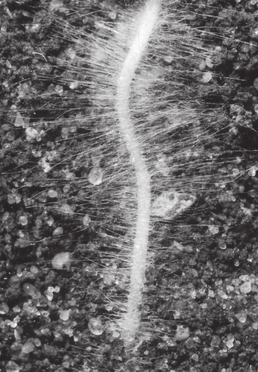 8 4 Fig. 4.1 is a photograph of a root of radish covered in many root hairs. Fig. 4.1 (a) Using the term water potential, explain how water is absorbed into root hairs from the soil.