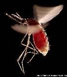 Malaria and sickle cell trait 30 of 51 Many countries in the developing world have a high incidence of malaria, one of the most common life-threatening diseases in the world Malaria is caused by