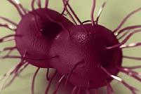 Gonorrhea Second most commonly reported communicable diseases Chief complication in women tubal scarring Infertility and ectopic pregnancy Screening Sexually active women < 25 years annually Women 25
