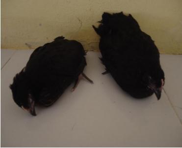 Plate I: Affected pullet chicks showing clinical signs of severe depression and prostration on day 2 of the infection Pathological examinations All the dead chicks were necropsied and examined for