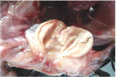 Samples of the bursa, thymus, spleen and caecal tonsils were collected from chicks that recently died of the disease and fixed immediately in 10% neutral buffered formalin for 48 hours.