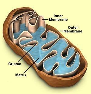 Double membrane bound organelle. Inner membrane encloses a fluid-filled matrix.
