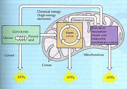 CHEMICAL PATHWAYS Glycolysis, the Krebs cycle and the electron transport chain make up a process called the Cellular Respiration