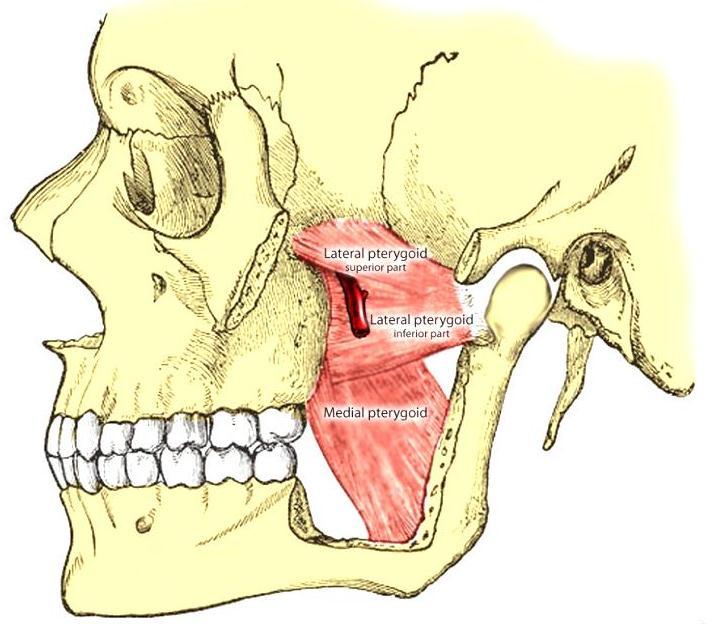 Medial pterygoid muscle Masseter muscle Figure (5-4): Closing muscles.