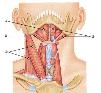 The muscles that depress (open) mandible consist of