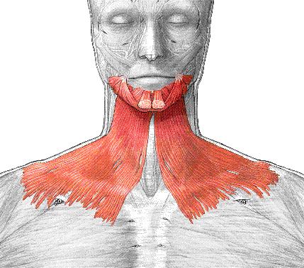 muscles, and platysma.