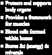framework for muscles