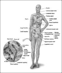 of debris in the lymphatic system
