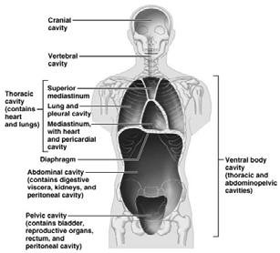 Body Cavities Body Cavities and Membranes Body Cavities and Membranes Serous cavities a slit-like space lined by a serous membrane and include: Pleura,