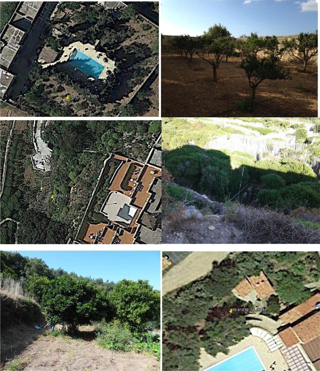 a b c d e f Figure 2: Photos of backyards and smallholdings from sites corresponding to the geographical coordinates indicated in Guarnaccia et al. (2017) for their findings of P. citricarpa.