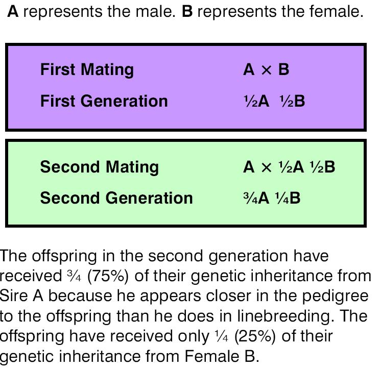 Inbreeding Types 18 Closebreeding is the most intensive form of inbreeding, in which the