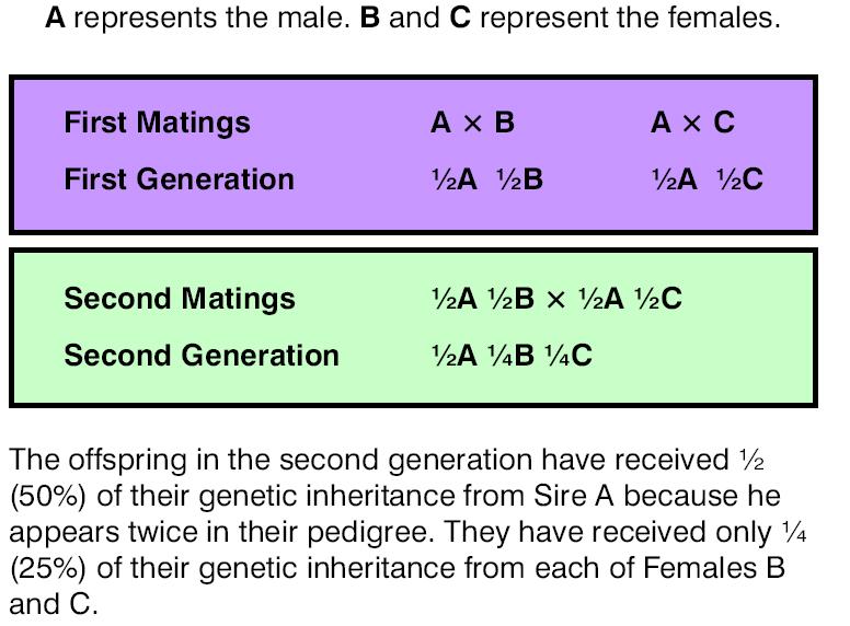 Inbreeding Types 19 Linebreeding refers to mating animals that are