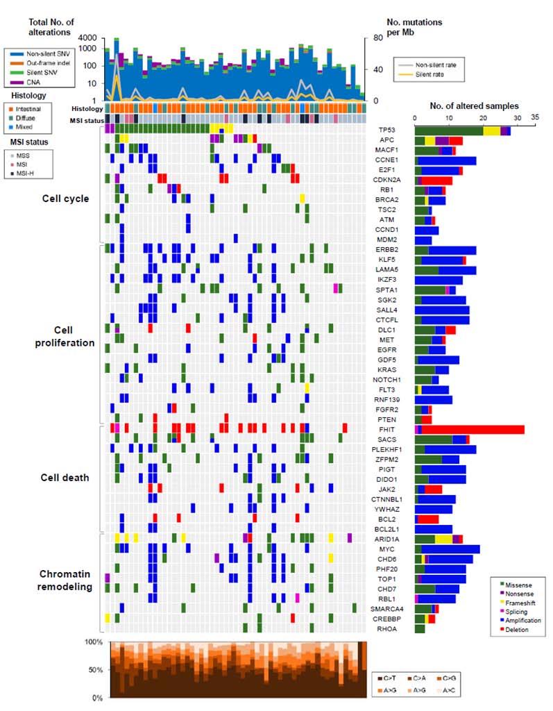 Genomic alteration profiles for Korean gastric cancer patients