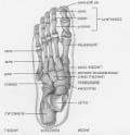 (articulates with tibia & fibula) Calcaneus - heel bone Cuboid, navicular & 3 cuneiforms 8-23 Metatarsus and