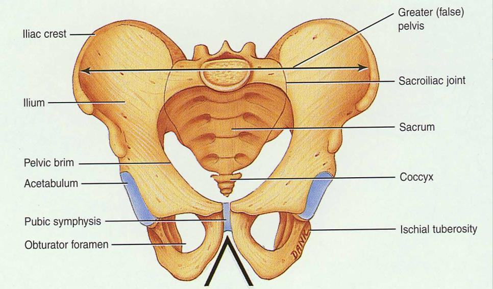 surfaces larger muscle attachments Female pelvis wider & shallower Circular Angle