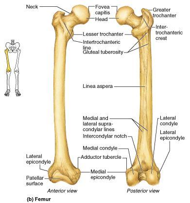 Femur The sole bone of the thigh is the femur, the largest and strongest bone in the body It articulates proximally with the hip and distally with the tibia and fibula Major markings