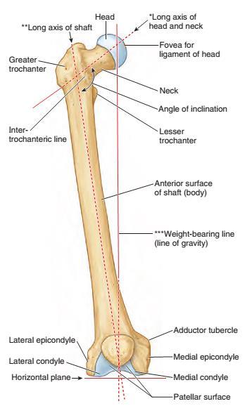 Femur Neck Neck passes downward, backward, and laterally and makes an angle of about