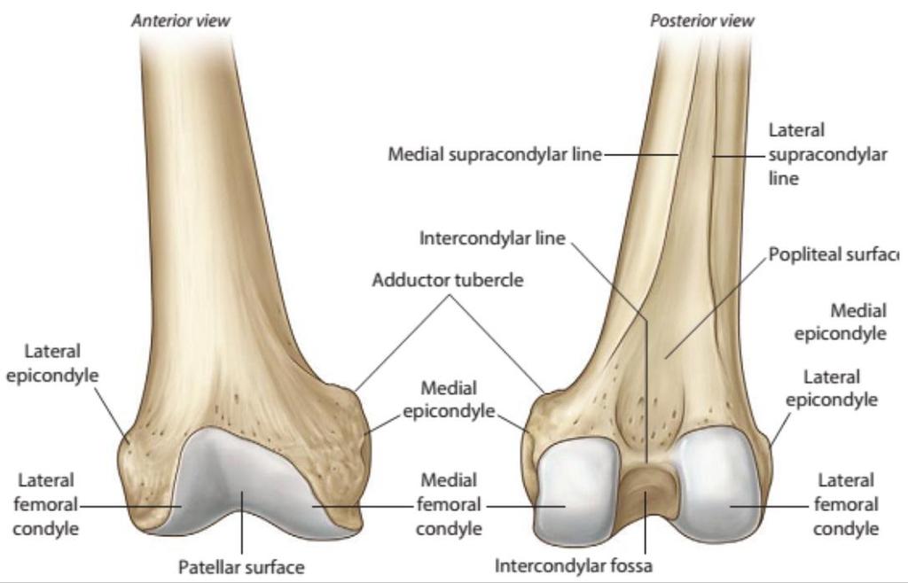 Distal End (Cont.) The lateral surface of the lateral condyle has a central projection called the lateral epicondyle.