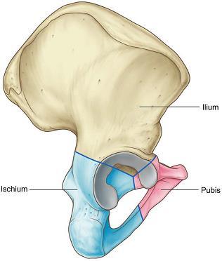 Hip Bone: The mature hip bone is the large, flat pelvic bone formed by the fusion of three primary bones. Ilium, Ischium, and Pubis The three separate bones are joined by cartilage at the acetabulum.