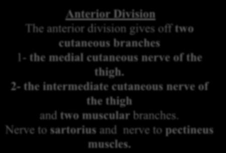 Anterior Division The anterior division gives off two cutaneous branches 1- the medial