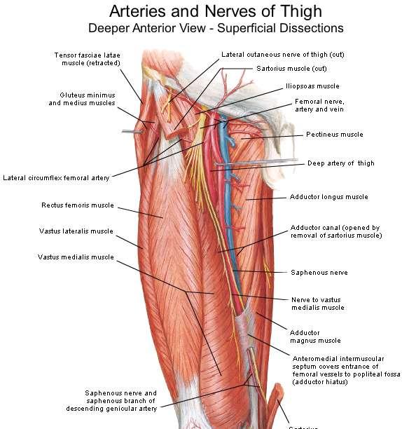 Posterior Division The posterior division gives off one cutaneous branch The Saphenous nerve and muscular