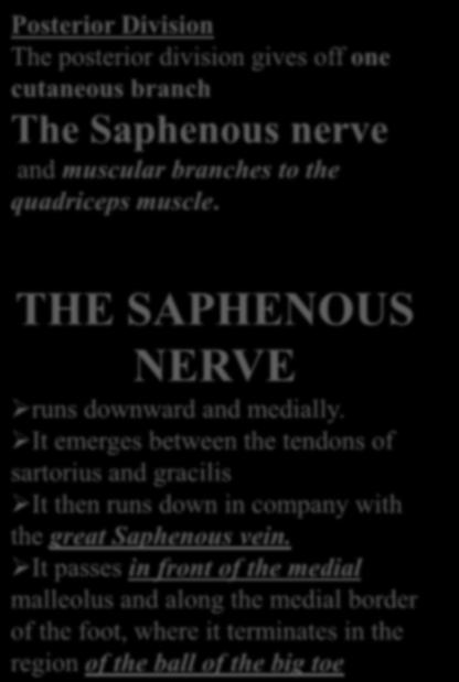 It emerges between the tendons of sartorius and gracilis It then runs down in company with the great Saphenous