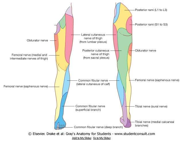 The saphenous nerve accompanies the femoral artery through the adductor canal, but does not pass through the adductor hiatus
