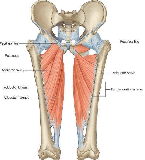 Muscles of the Medial Fascial Compartment of the Thigh A d d u c t o r l o n g u s Origin: Body of pubis, medial to pubic tubercle Insertion: Posterior surface of shaft of femur (linea
